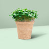 Jiffy Botanian - Peat Free Pots - 8cm