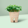 Jiffy Botanian - Peat Free Pots - 6cm